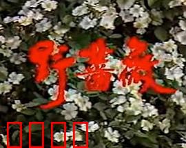 野蔷薇：荆棘中的绽放